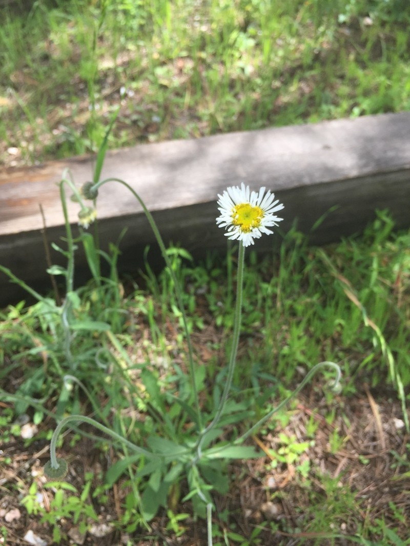 Erigeron wislizeni photo 3