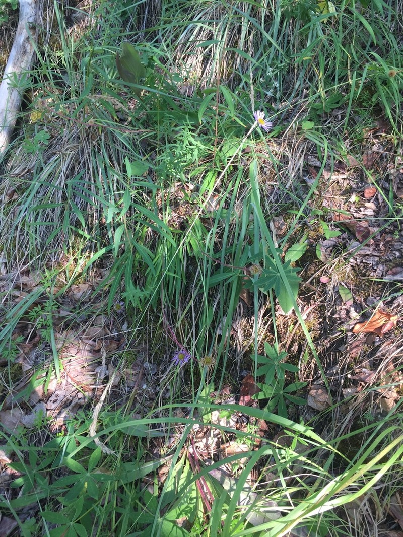 Yukon Fleabane photo 2