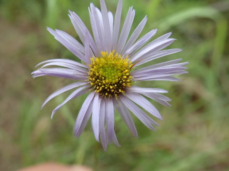 Yukon Fleabane photo 3