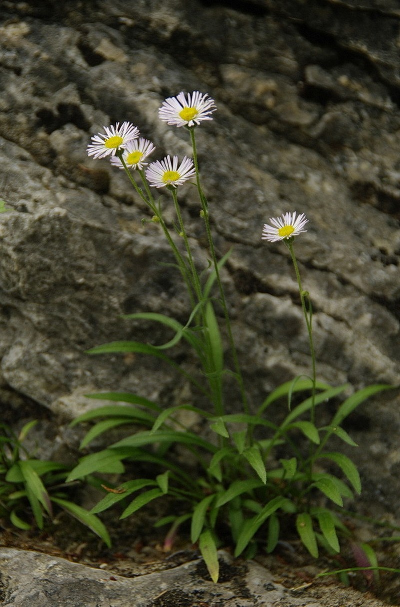 Yukon Fleabane photo 4