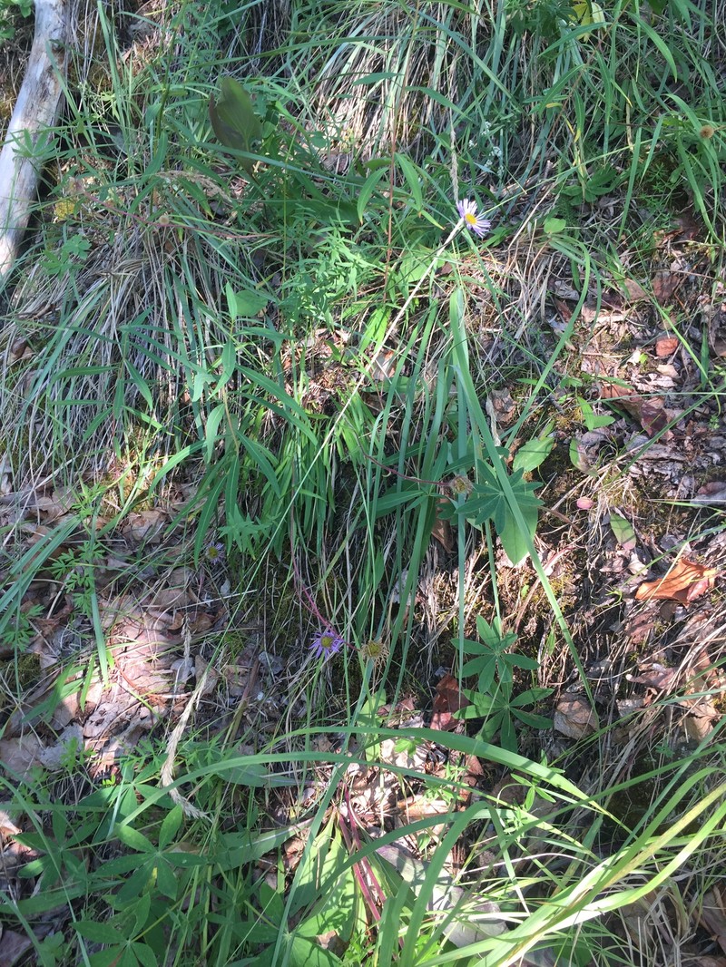 Yukon Fleabane photo 5
