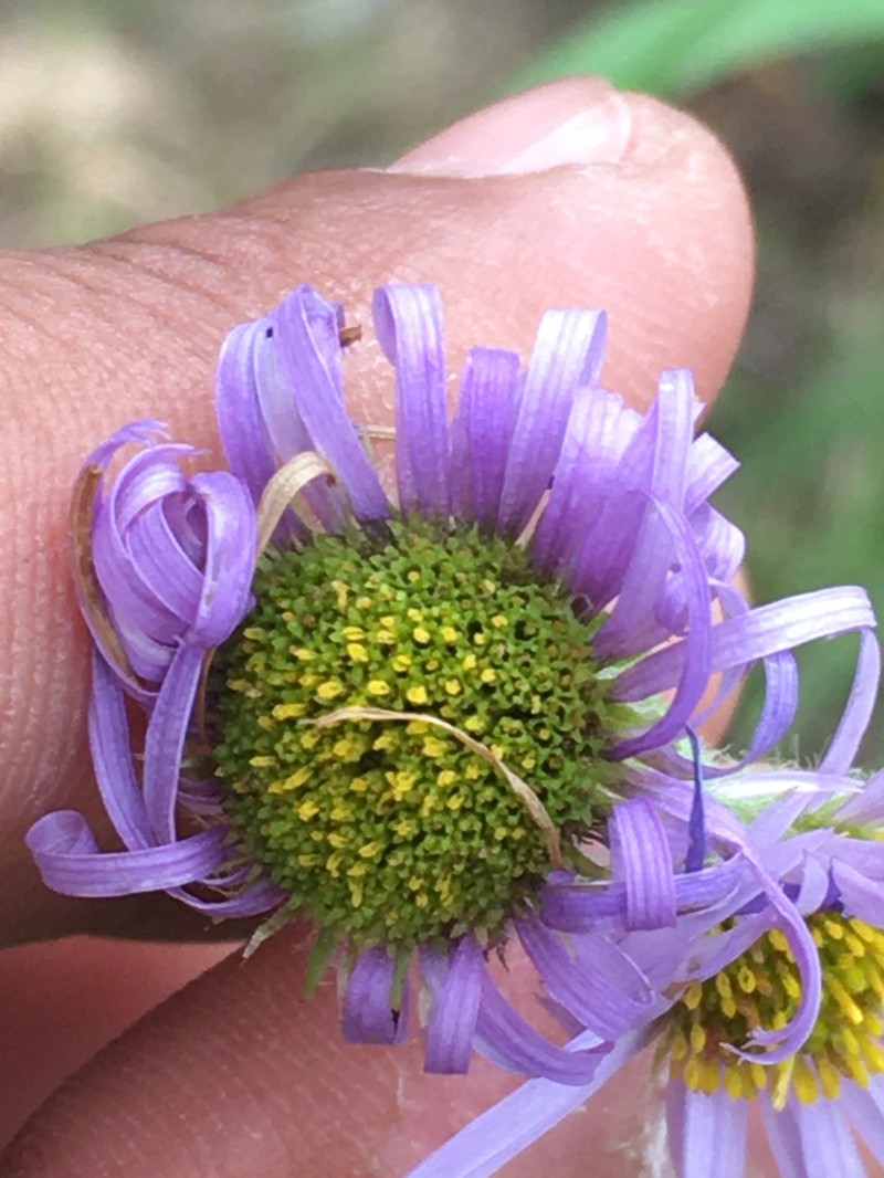 Yukon Fleabane photo 6