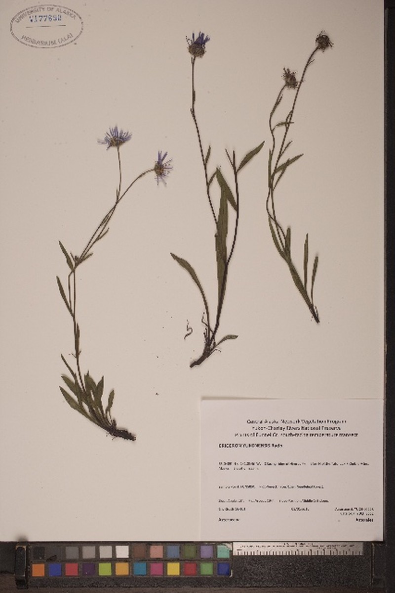 Yukon Fleabane photo 7