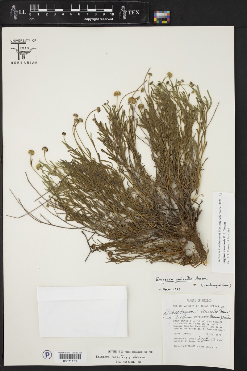 Erigeron zacatensis