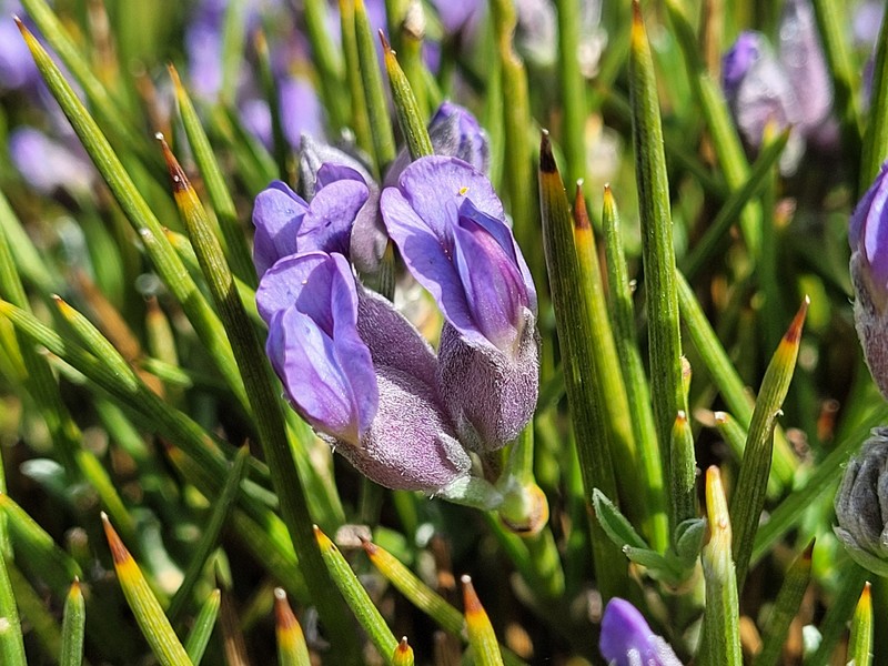 Erinacea anthyllis subsp. anthyllis