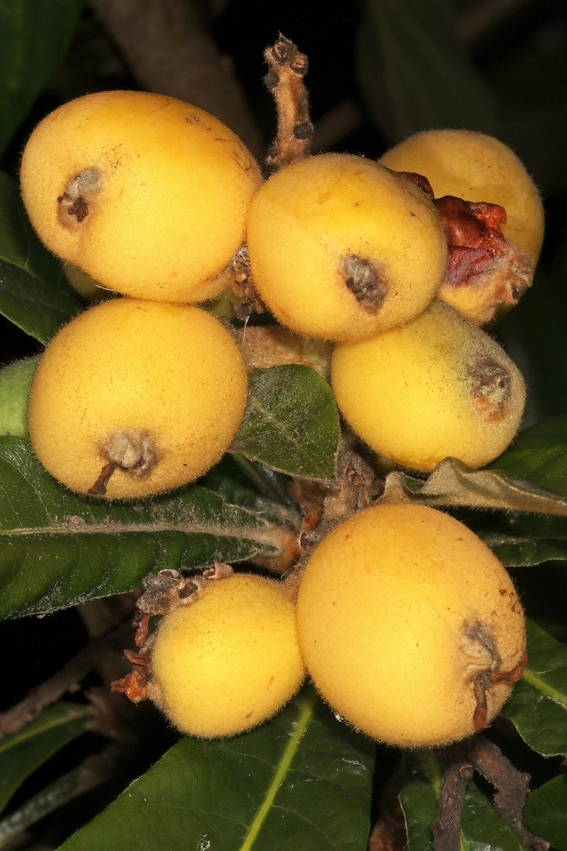 Loquat photo 2