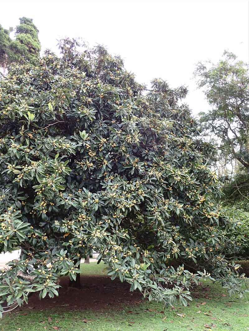 Loquat photo 3