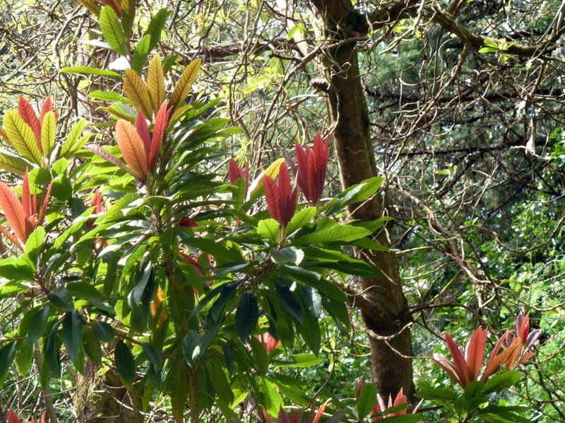 Loquat photo 4