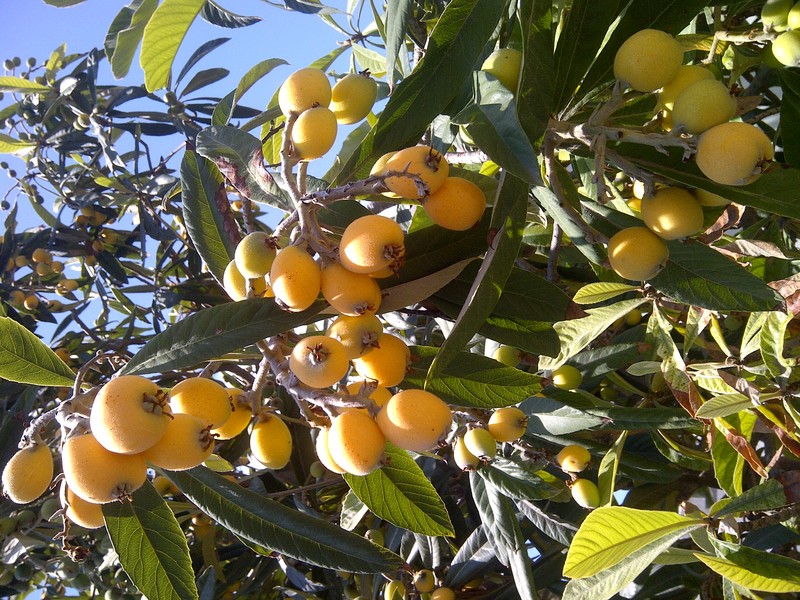 Loquat