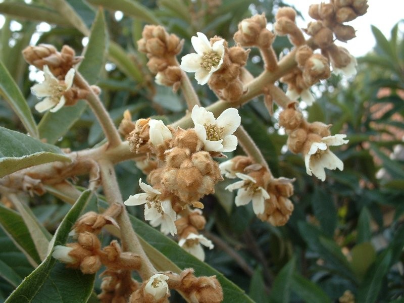 Loquat photo 7