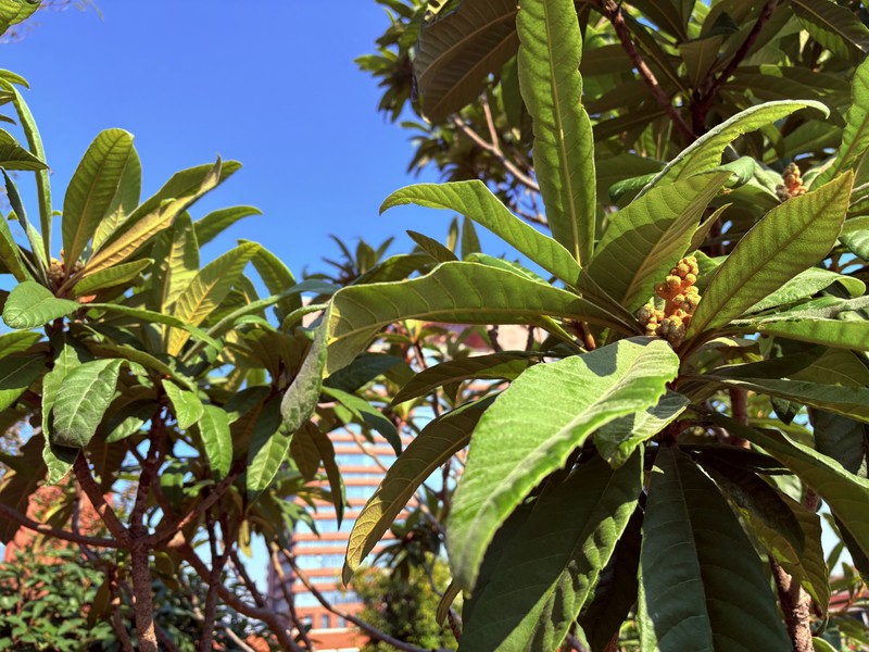 Loquat photo 8