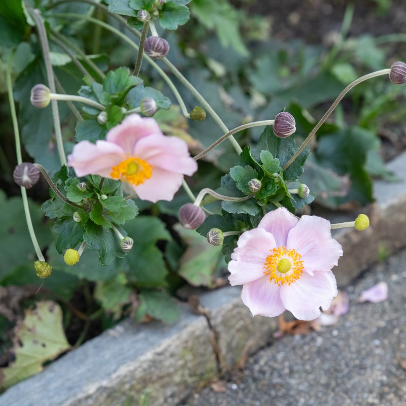 Japanese Thimbleweed photo 6