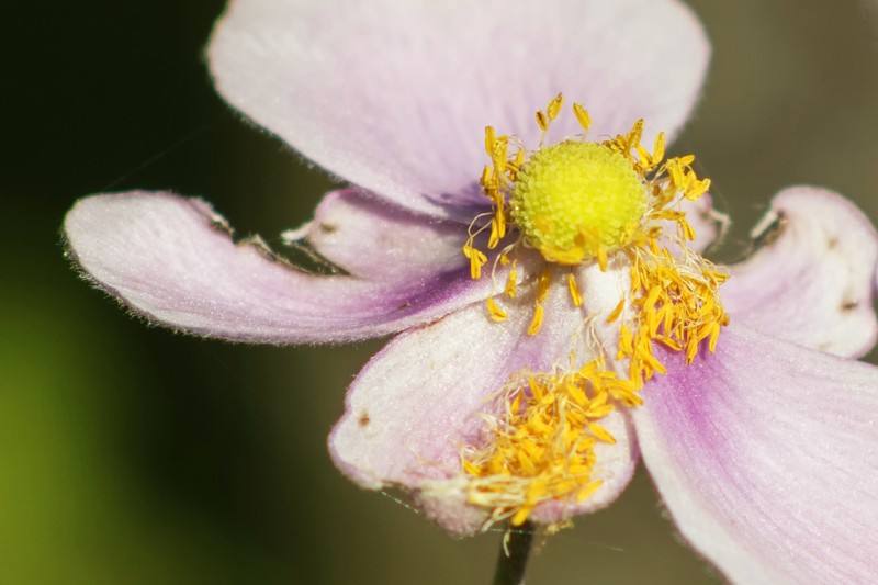 Japanese Thimbleweed photo 7