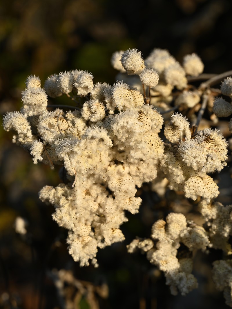 Japanese Thimbleweed photo 8