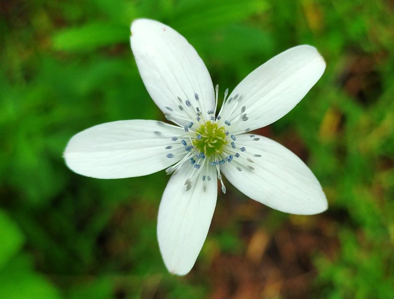 Eriocapitella rivularis