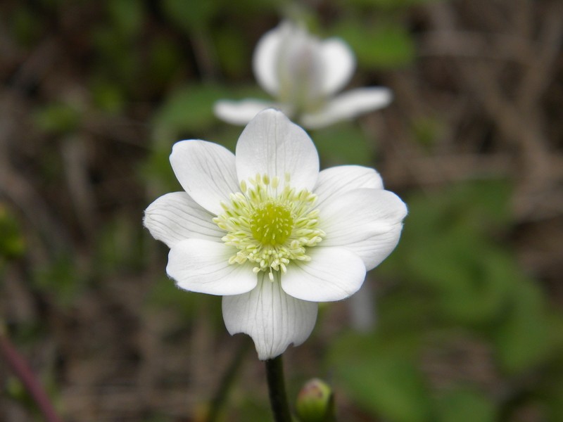 Eriocapitella rivularis photo 2