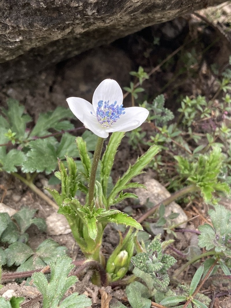 Eriocapitella rivularis photo 3