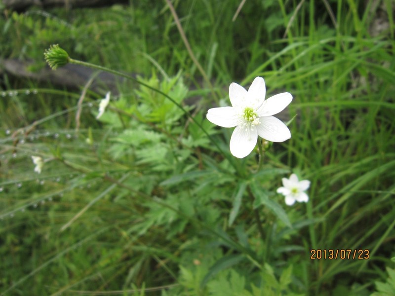 Eriocapitella rivularis photo 5