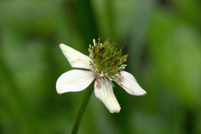 Eriocapitella rivularis photo 7