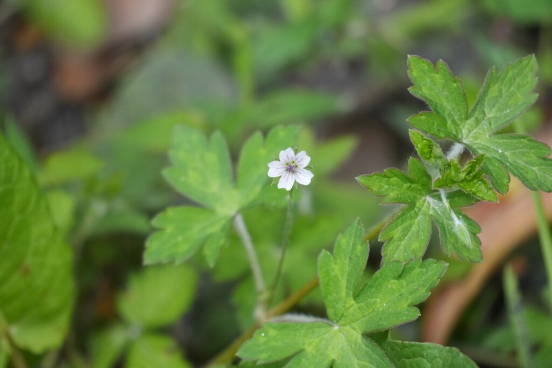 Eriocapitella rivularis photo 8