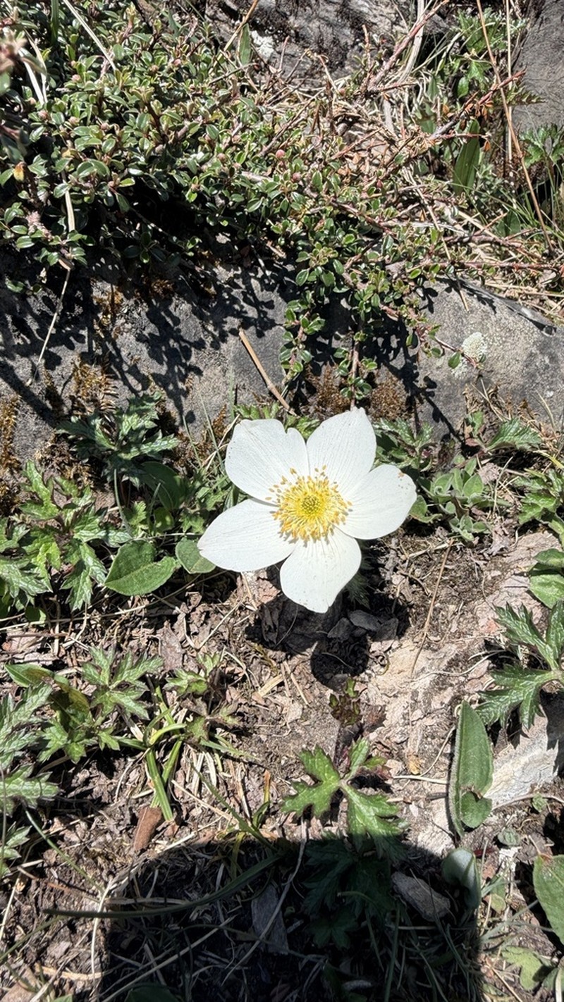 Eriocapitella rupicola
