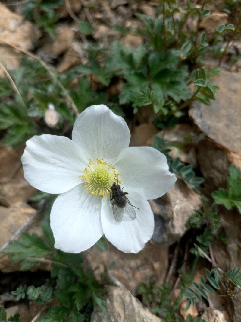 Eriocapitella rupicola photo 2