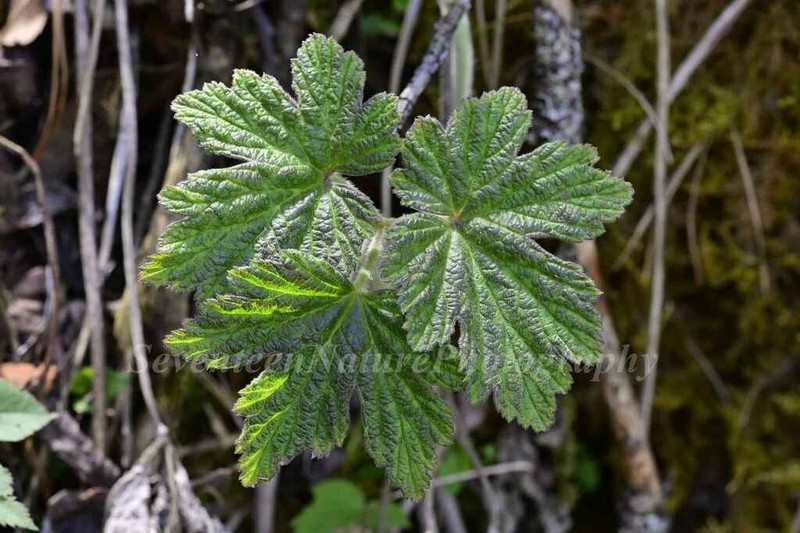 Eriocapitella tomentosa photo 3