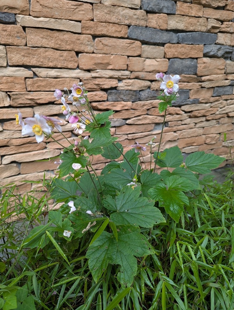 Eriocapitella tomentosa photo 4