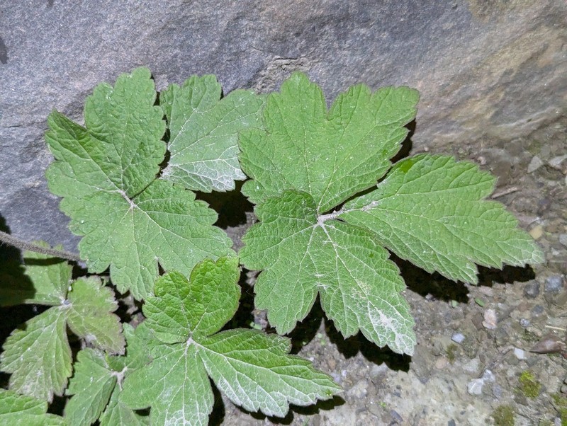 Eriocapitella tomentosa photo 5