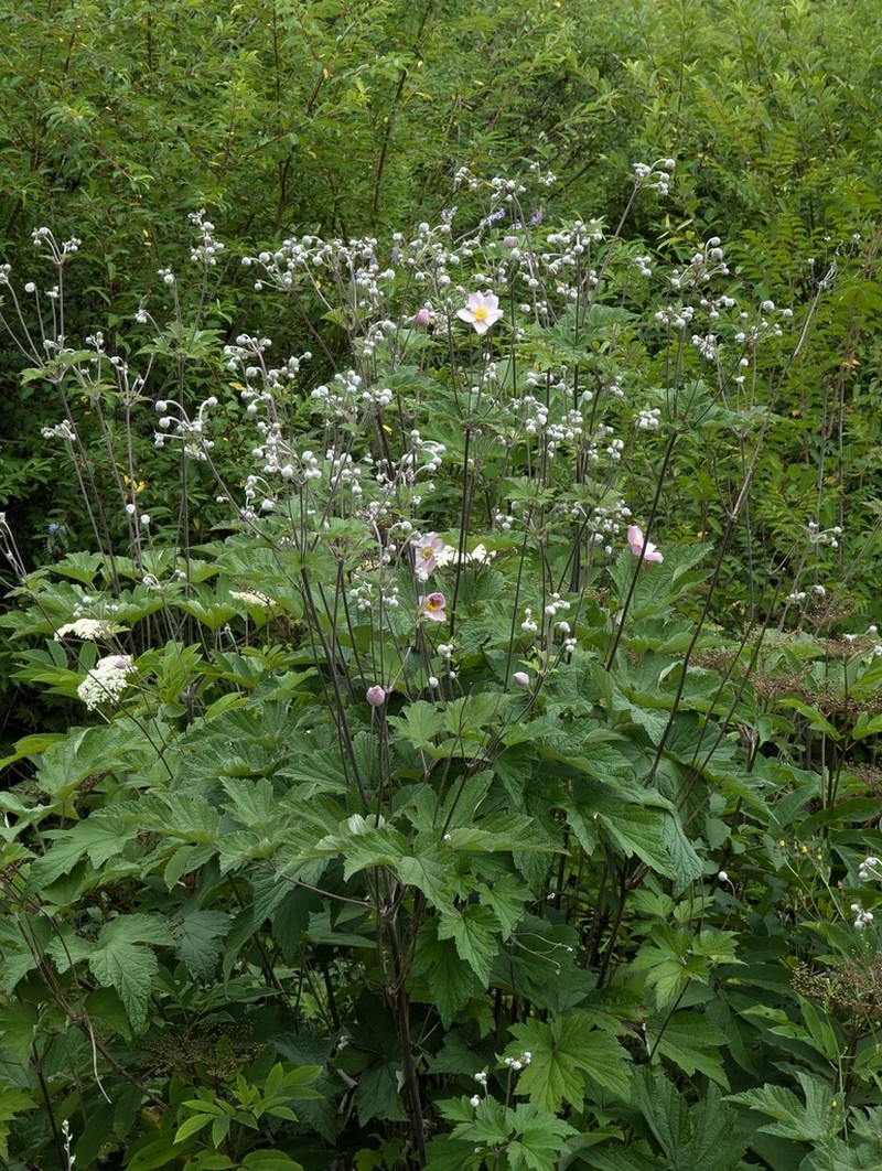 Eriocapitella tomentosa photo 6