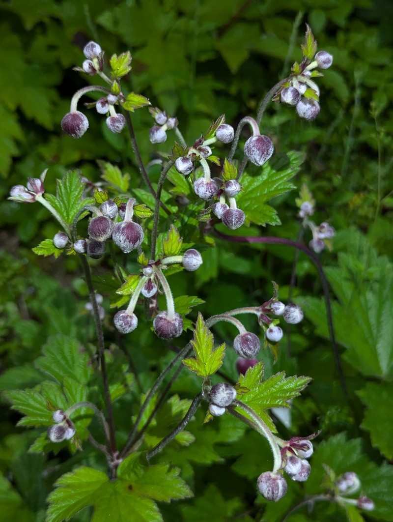 Eriocapitella tomentosa photo 7