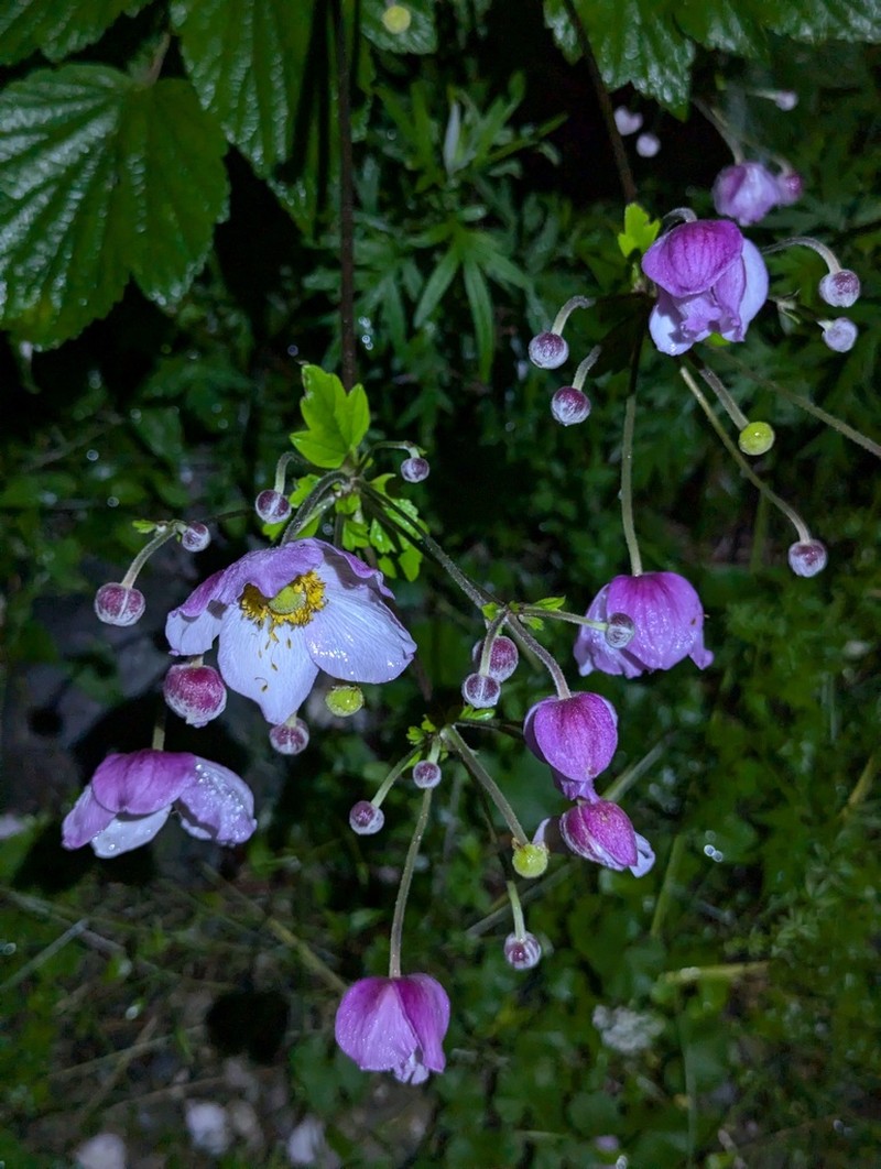 Eriocapitella tomentosa photo 8
