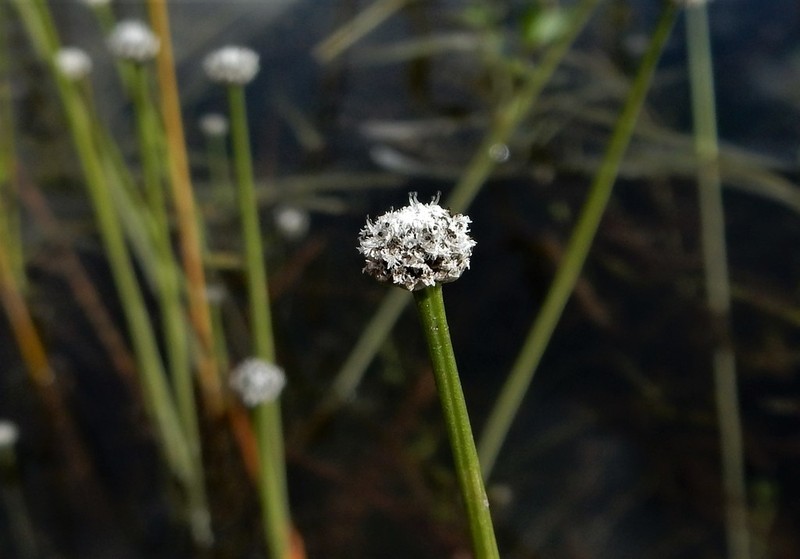 Sevenangle Pipewort