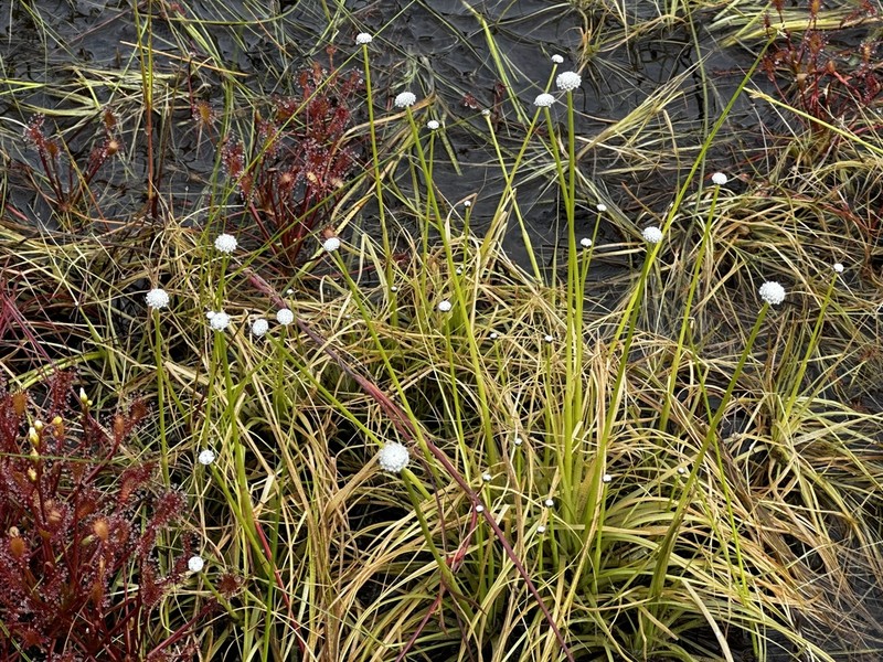Sevenangle Pipewort photo 2