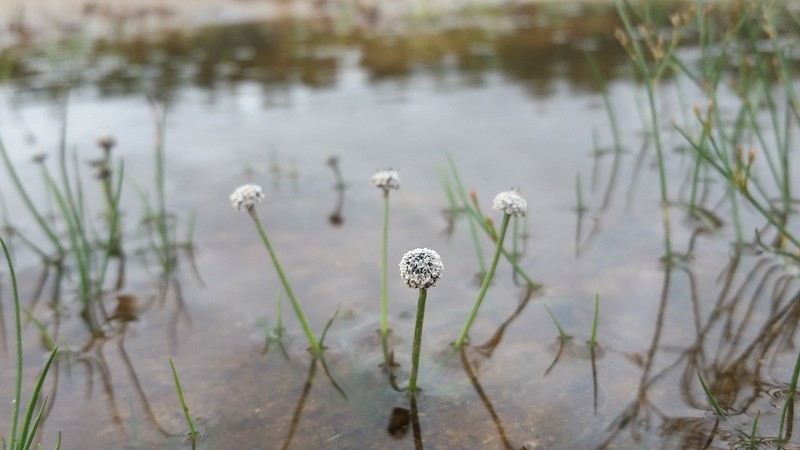 Sevenangle Pipewort photo 3