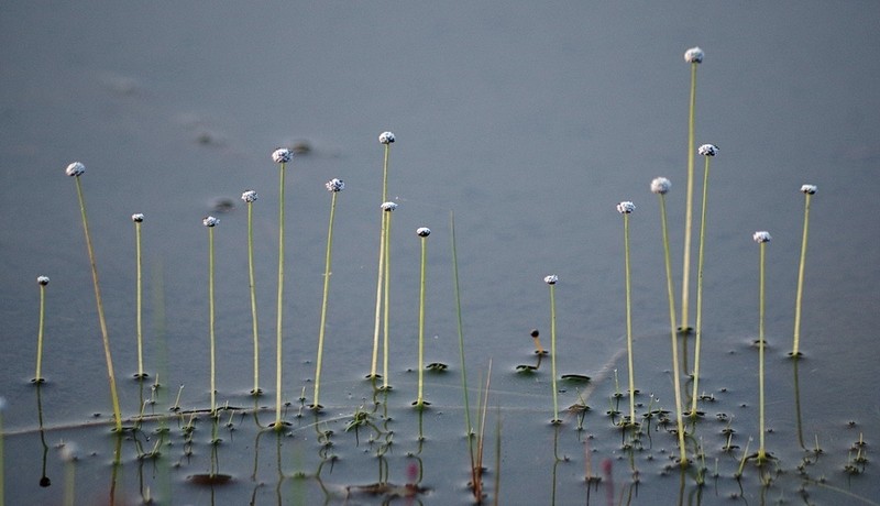 Sevenangle Pipewort photo 5