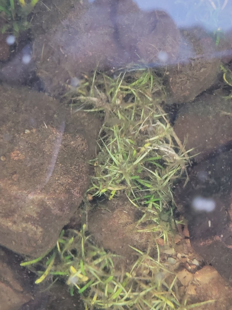 Sevenangle Pipewort photo 6