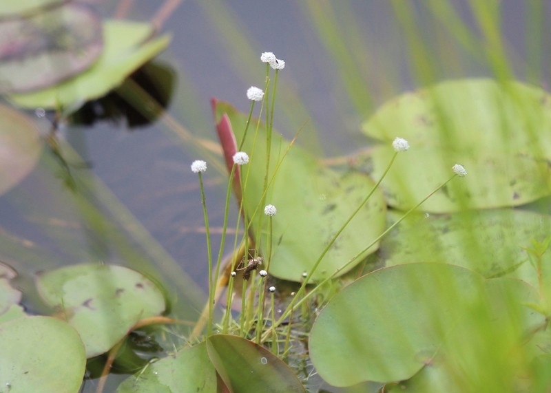 Sevenangle Pipewort photo 7