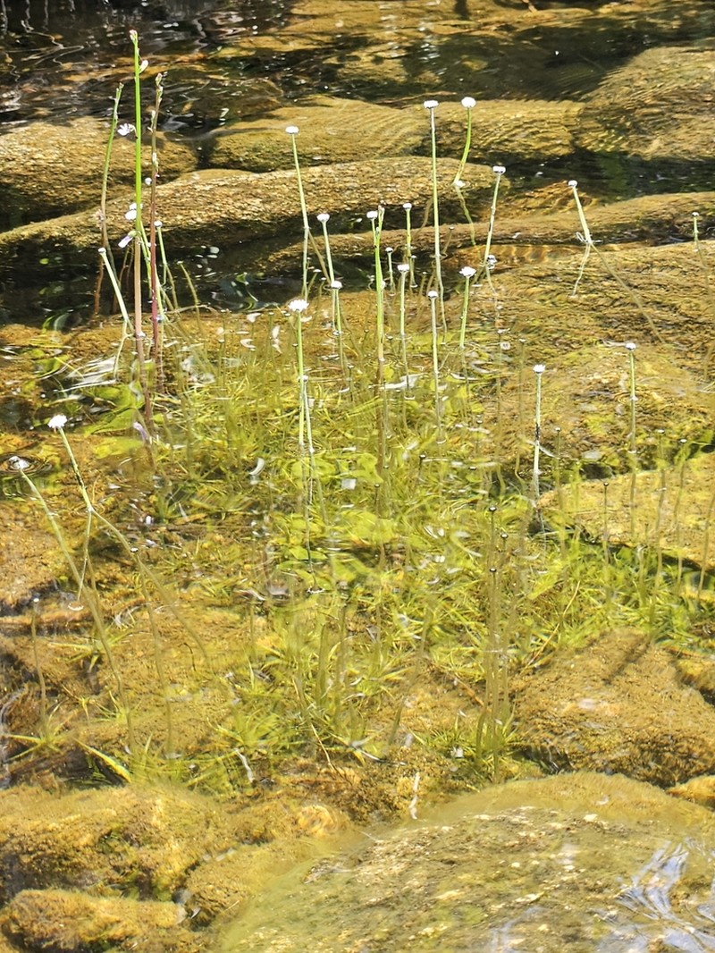 Sevenangle Pipewort photo 8