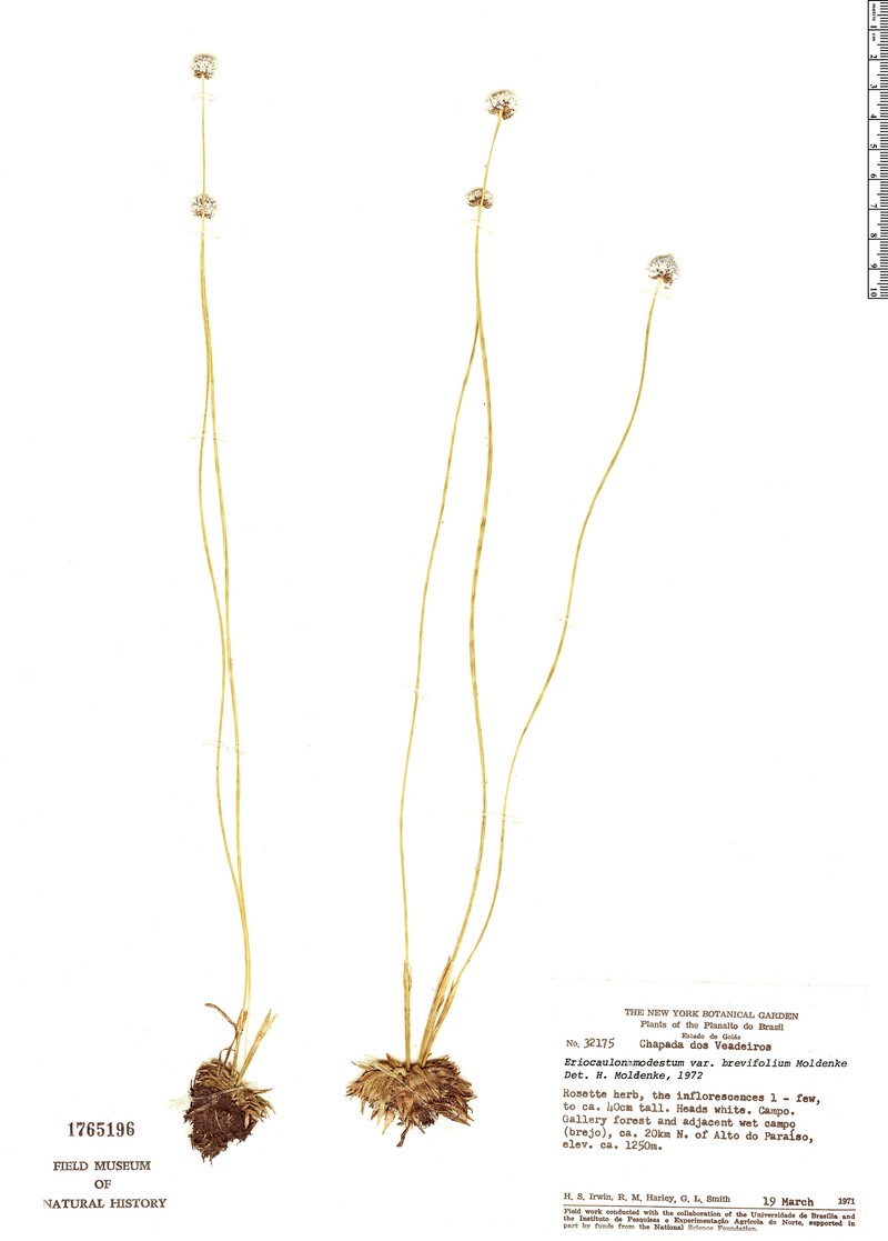 Eriocaulon candango