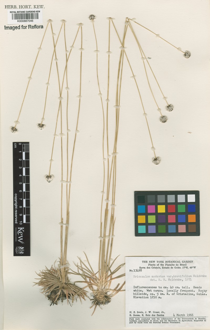 Eriocaulon candango photo 3