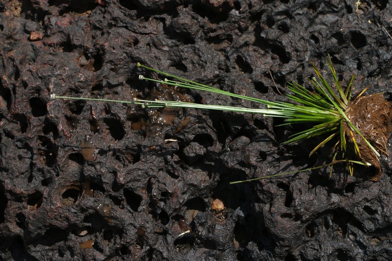 Ashy Pipewort photo 4