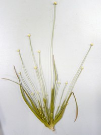 Ashy Pipewort