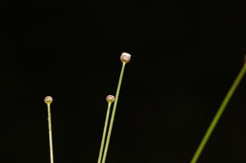 Ashy Pipewort photo 2