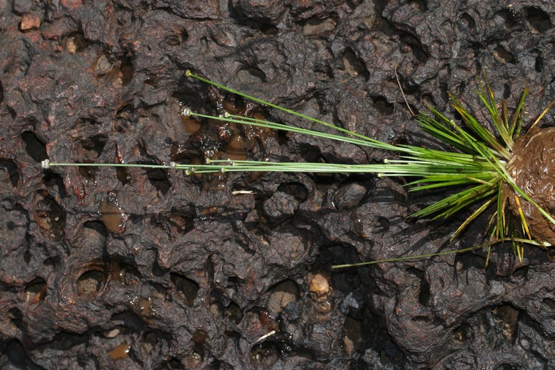 Ashy Pipewort photo 3