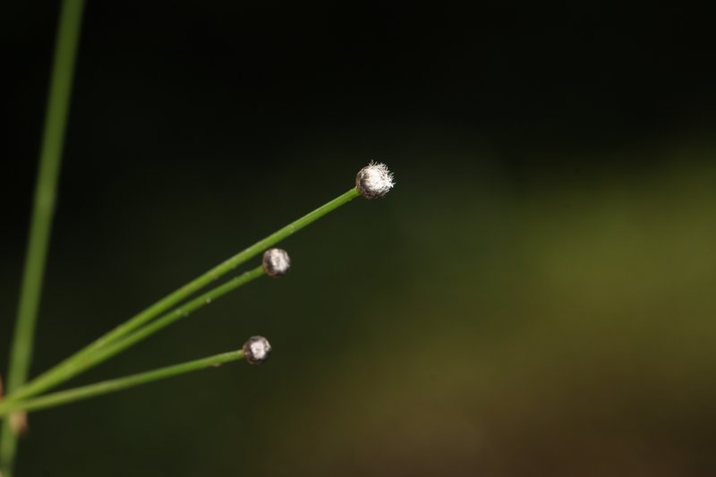 Ashy Pipewort photo 5