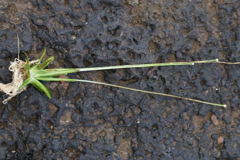 Ashy Pipewort photo 6
