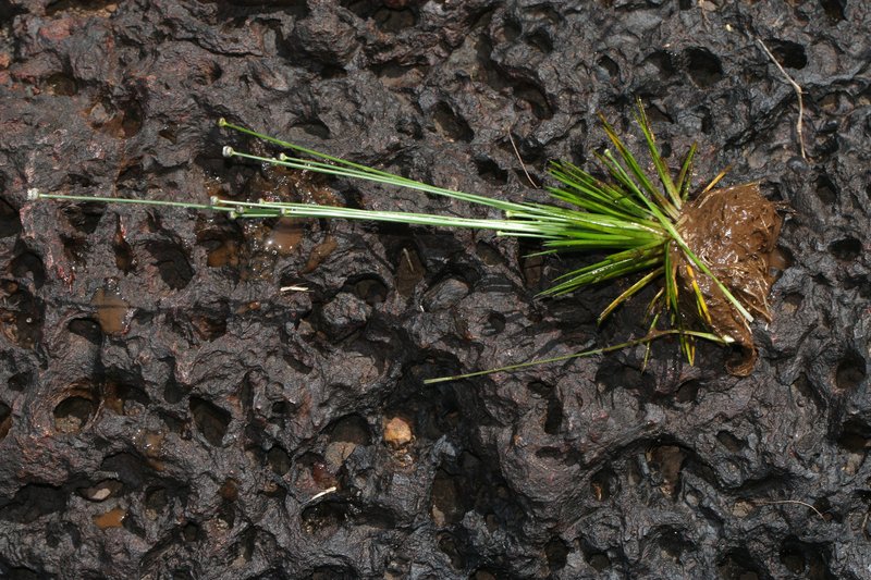 Ashy Pipewort photo 7
