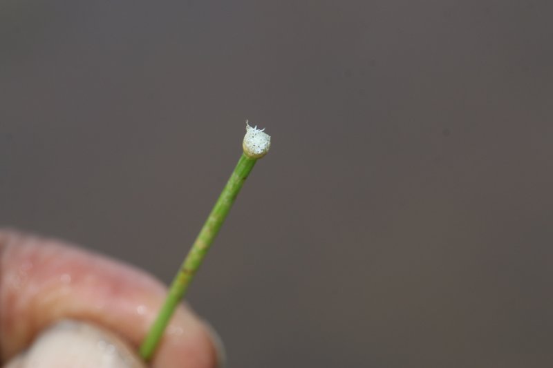 Ashy Pipewort photo 8