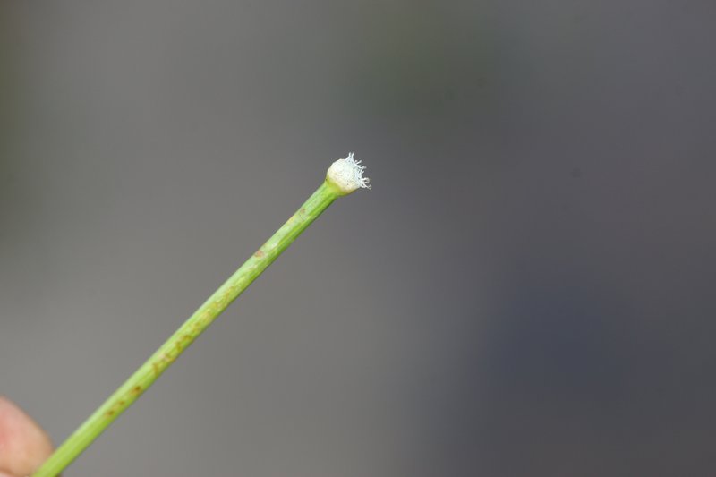 Ashy Pipewort photo 9